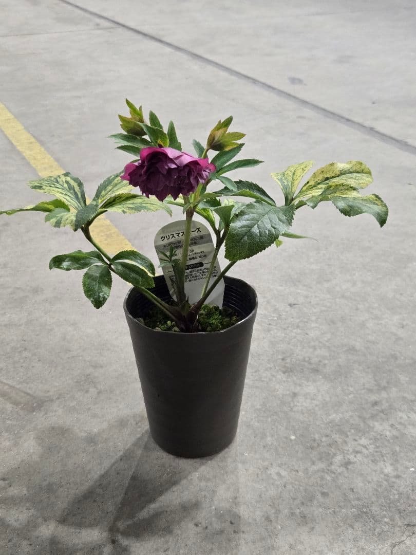 ☆クリスマスローズ☆多弁咲き☆班入り☆