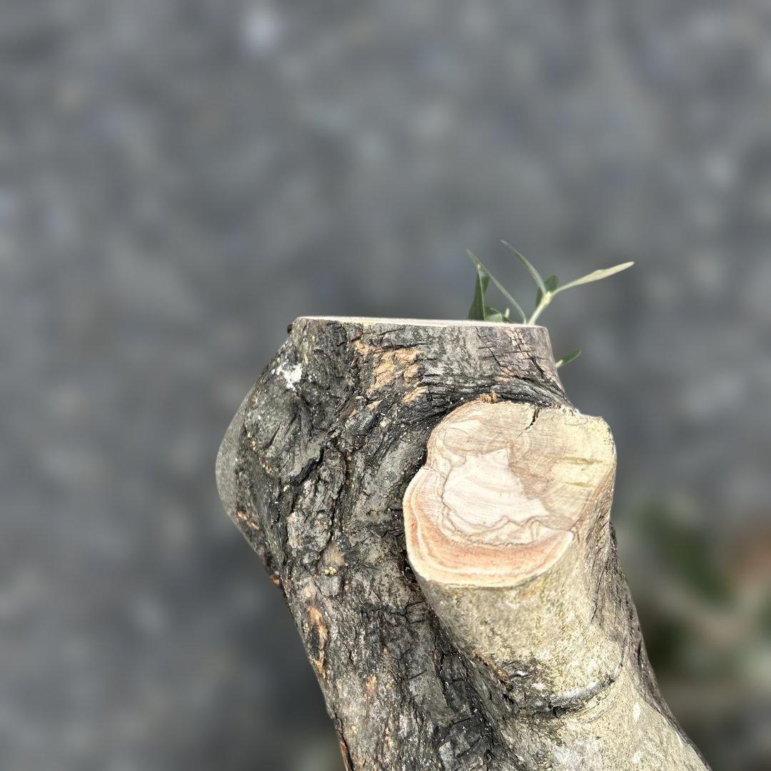 オリーブ　挿し木　太枝挿し木　盆栽