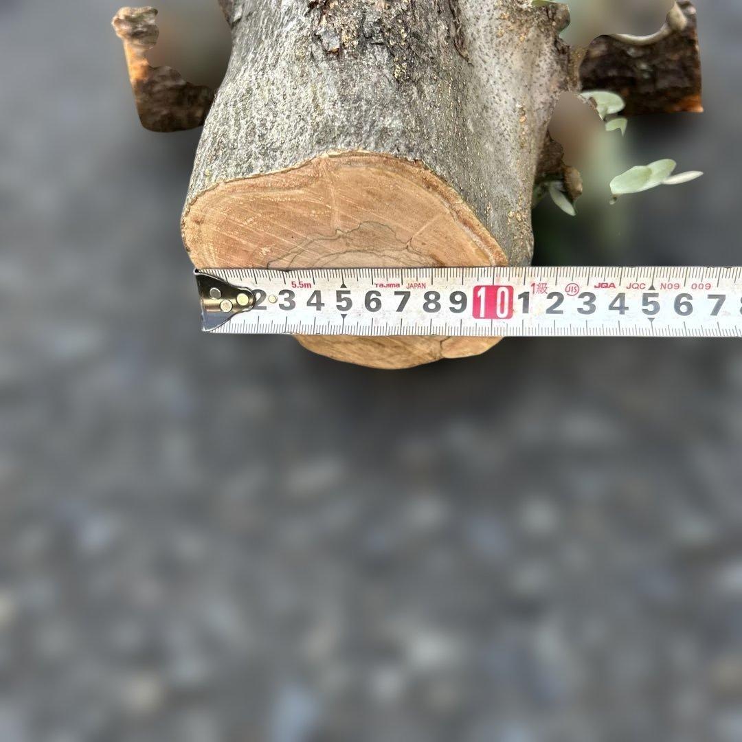 オリーブ　挿し木　太枝挿し木　盆栽