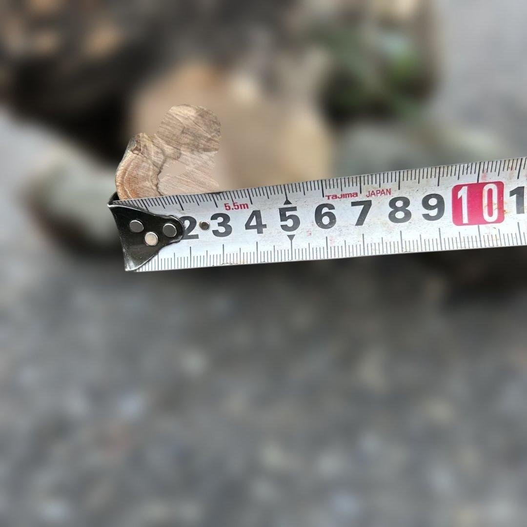 オリーブ　挿し木　太枝挿し木　盆栽