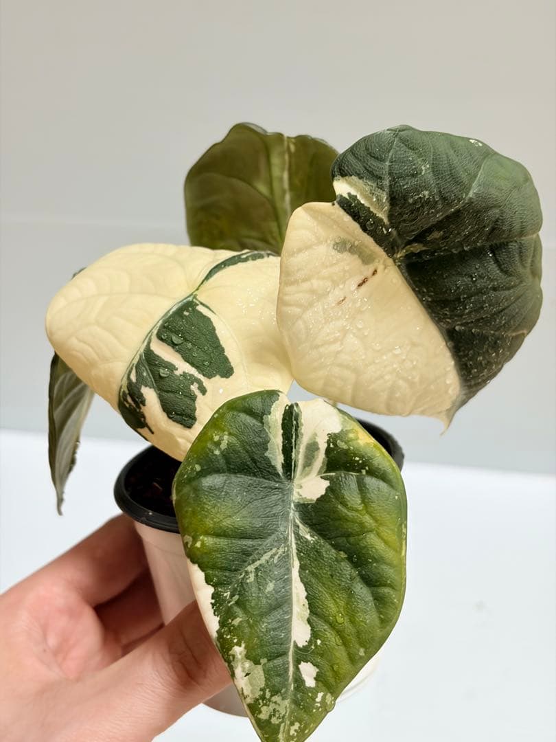 ☆超美斑☆アロカシア マハラニ アルボ