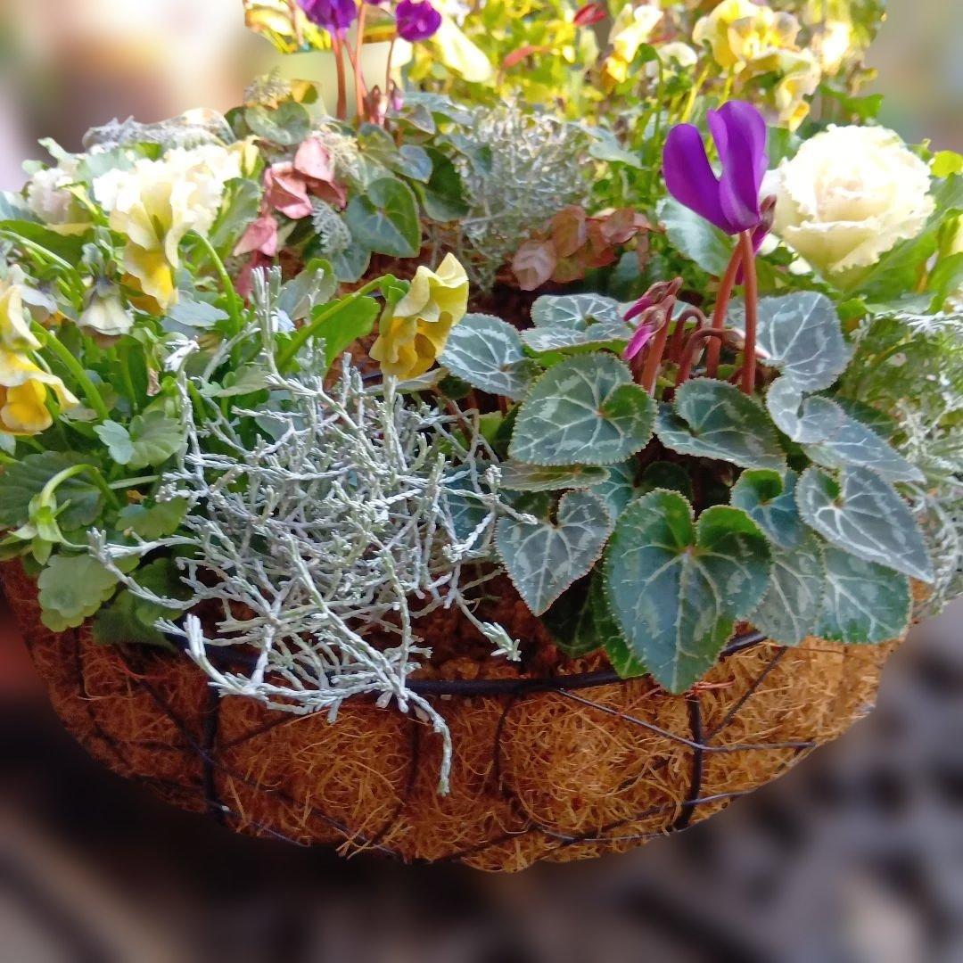 葉牡丹　シクラメン等　寄せ植え　直径約34cmハンギングリース　140サイズ発送