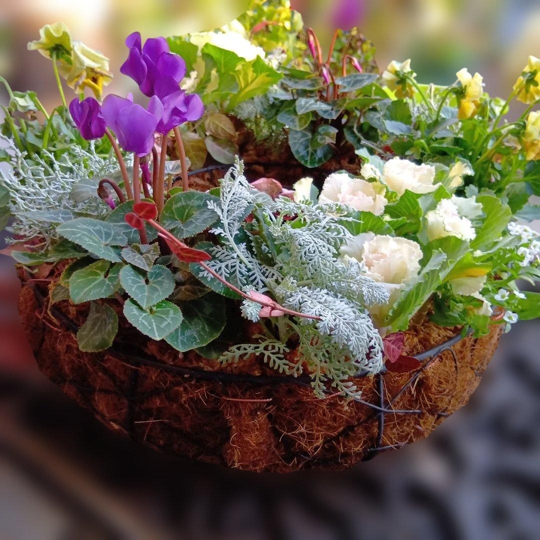 葉牡丹　シクラメン等　寄せ植え　直径約34cmハンギングリース　140サイズ発送