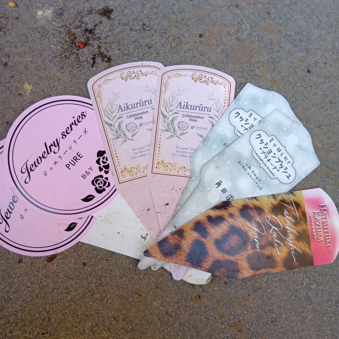 葉牡丹　シクラメン等　寄せ植え　直径約34cmハンギングリース　140サイズ発送