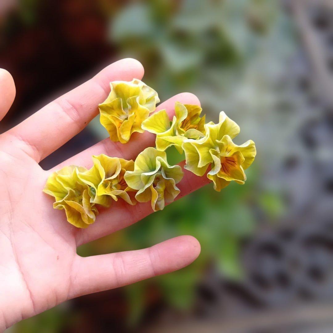 葉牡丹　シクラメン等　寄せ植え　直径約34cmハンギングリース　140サイズ発送