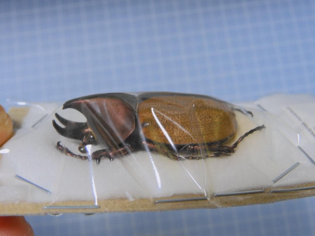 標本 Brazil Agaocephala mannerheimi 38mm