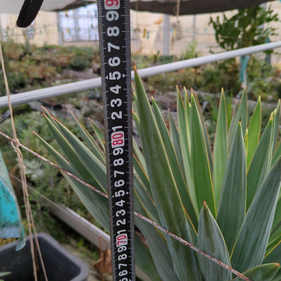 ユッカ グロリオサ 幹立ち アツバキミガヨラン 大株　ドライガーデン アガベ