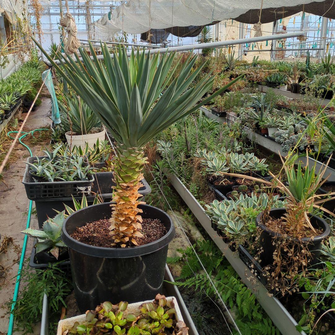 ユッカ グロリオサ 幹立ち アツバキミガヨラン 大株　ドライガーデン アガベ