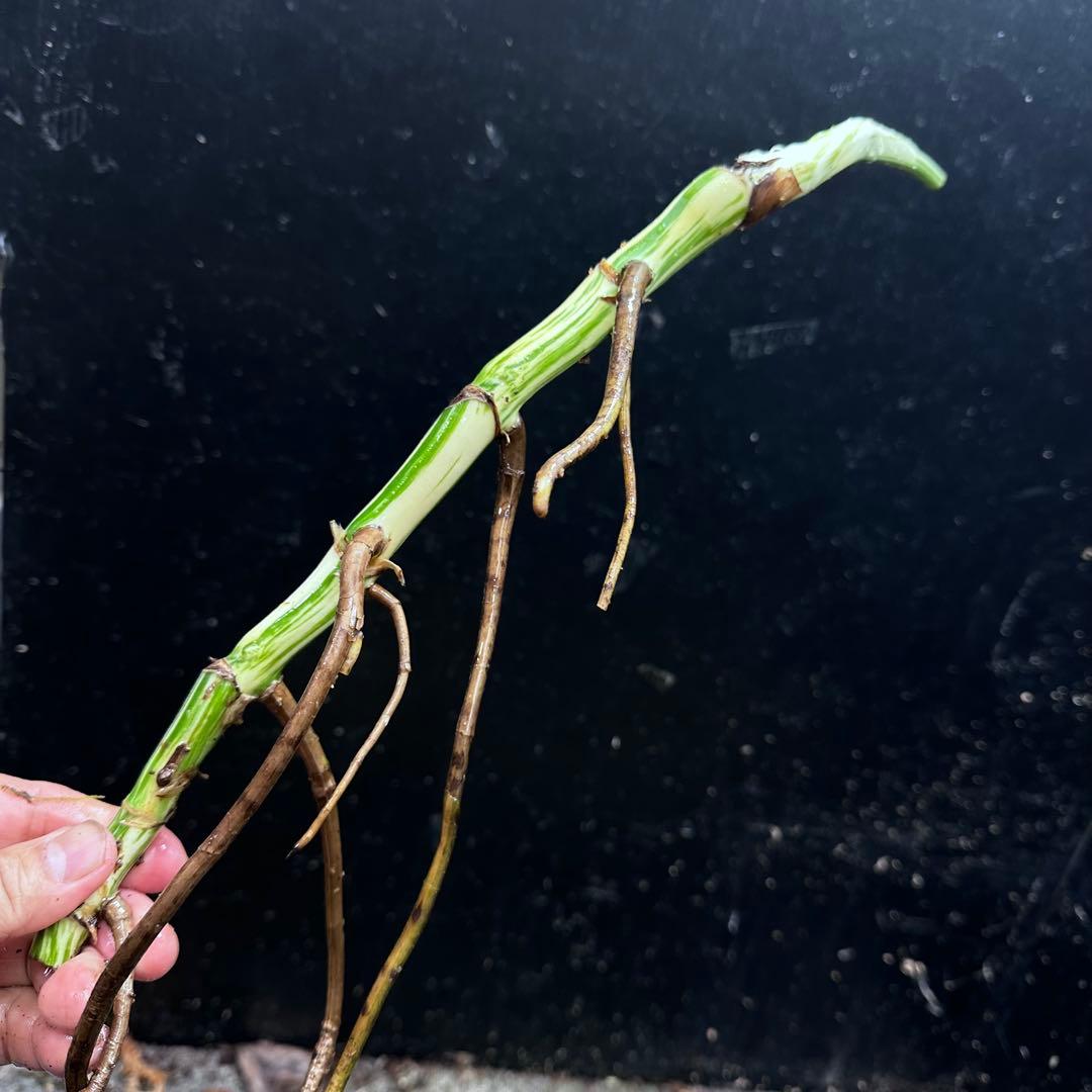 S*n様 斑入りモンステラホワイトタイガー大茎7株おまとめ