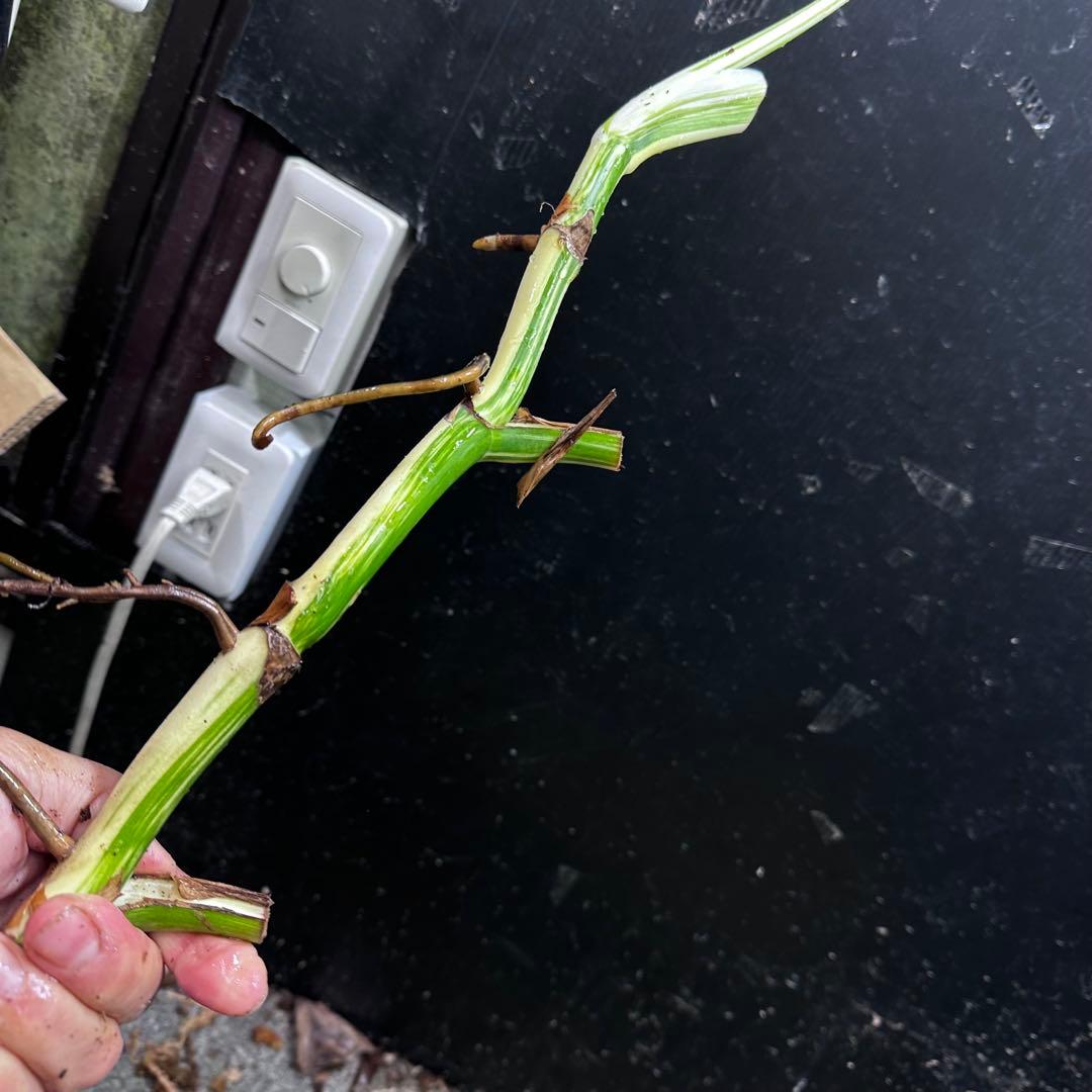 S*n様 斑入りモンステラホワイトタイガー大茎7株おまとめ