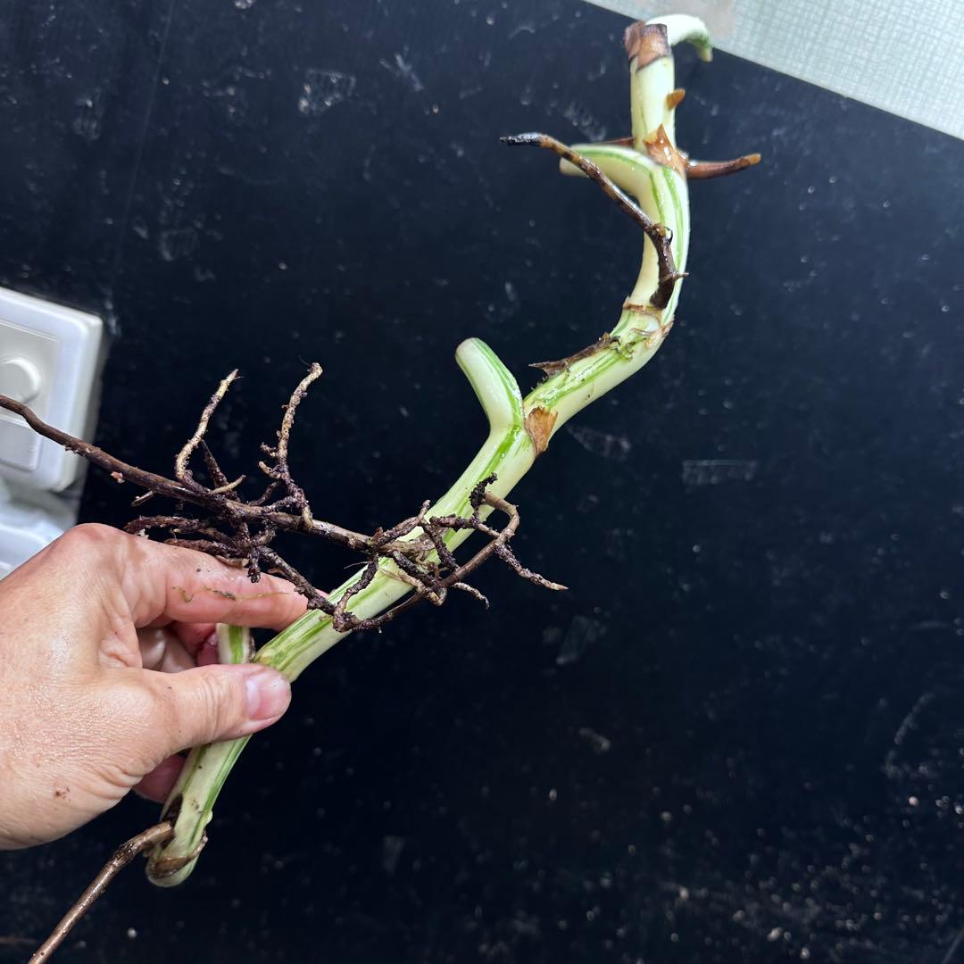 S*n様 斑入りモンステラホワイトタイガー大茎7株おまとめ