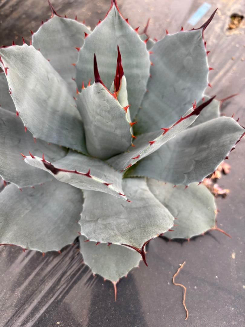 アガベ　パリー　吉祥天