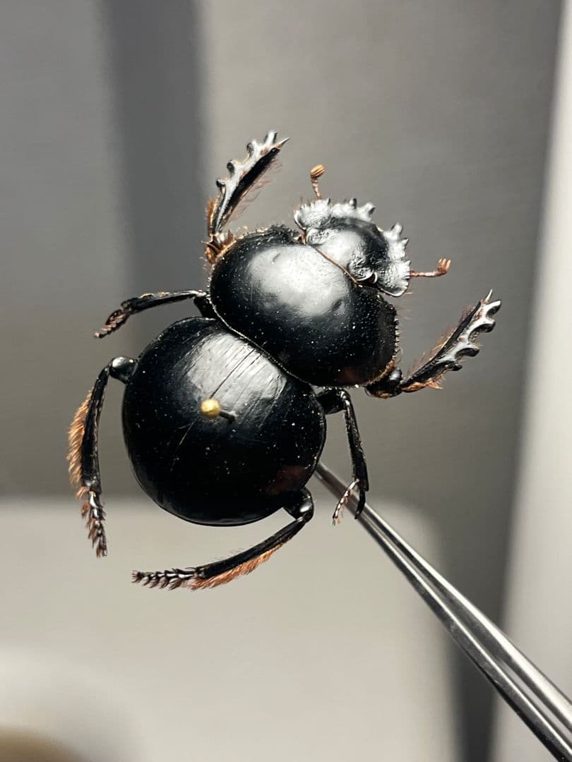 【27mm♀】クモガタタマオシコガネに酷似のPachysomaフンチュウ標本