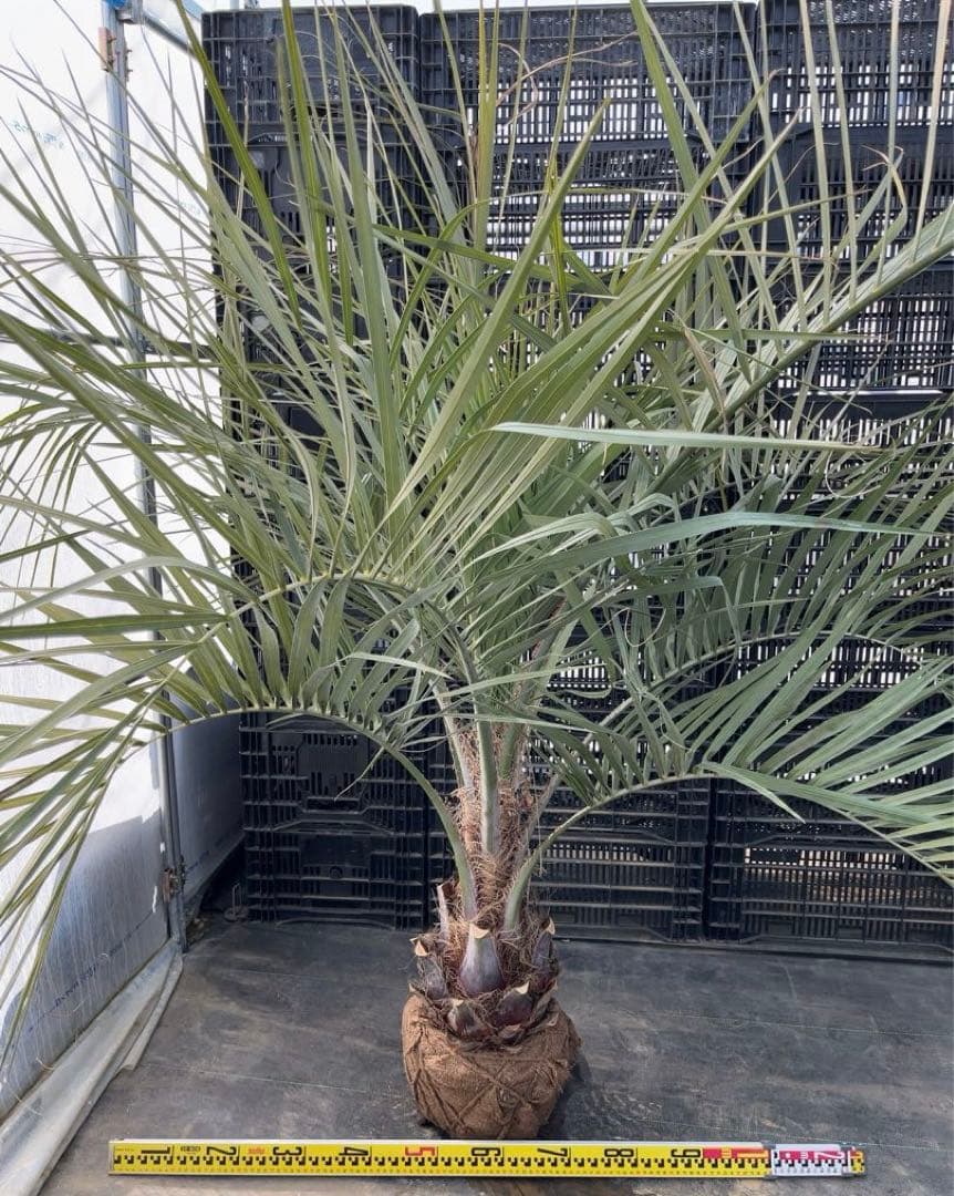 専用　　　ココスヤシ 幹太　シルバーリーフ