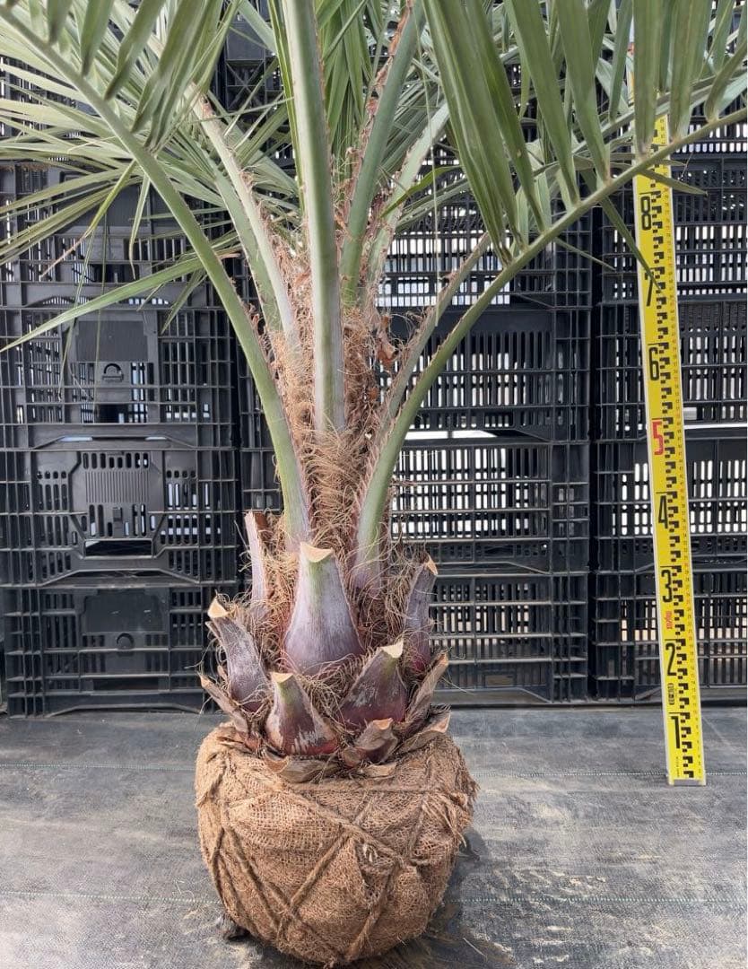 専用　　　ココスヤシ 幹太　シルバーリーフ