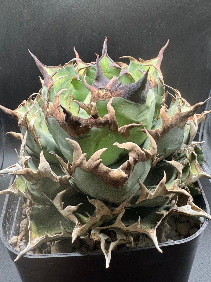 アガベ イラン株 ノーネーム 子株