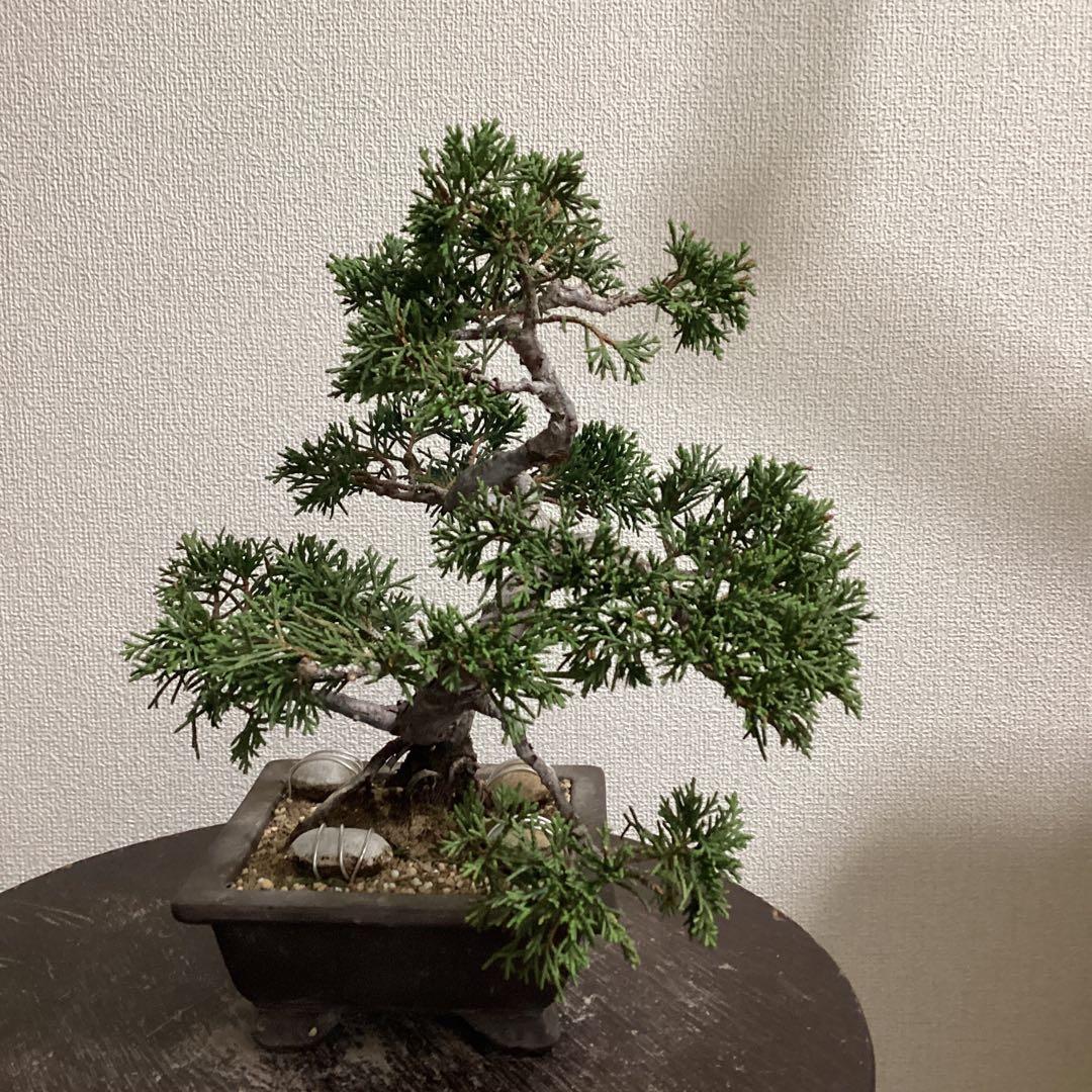 チャリティー出品　見る角度で姿を変える小品盆栽　糸井川真柏　作品名【変幻龍】