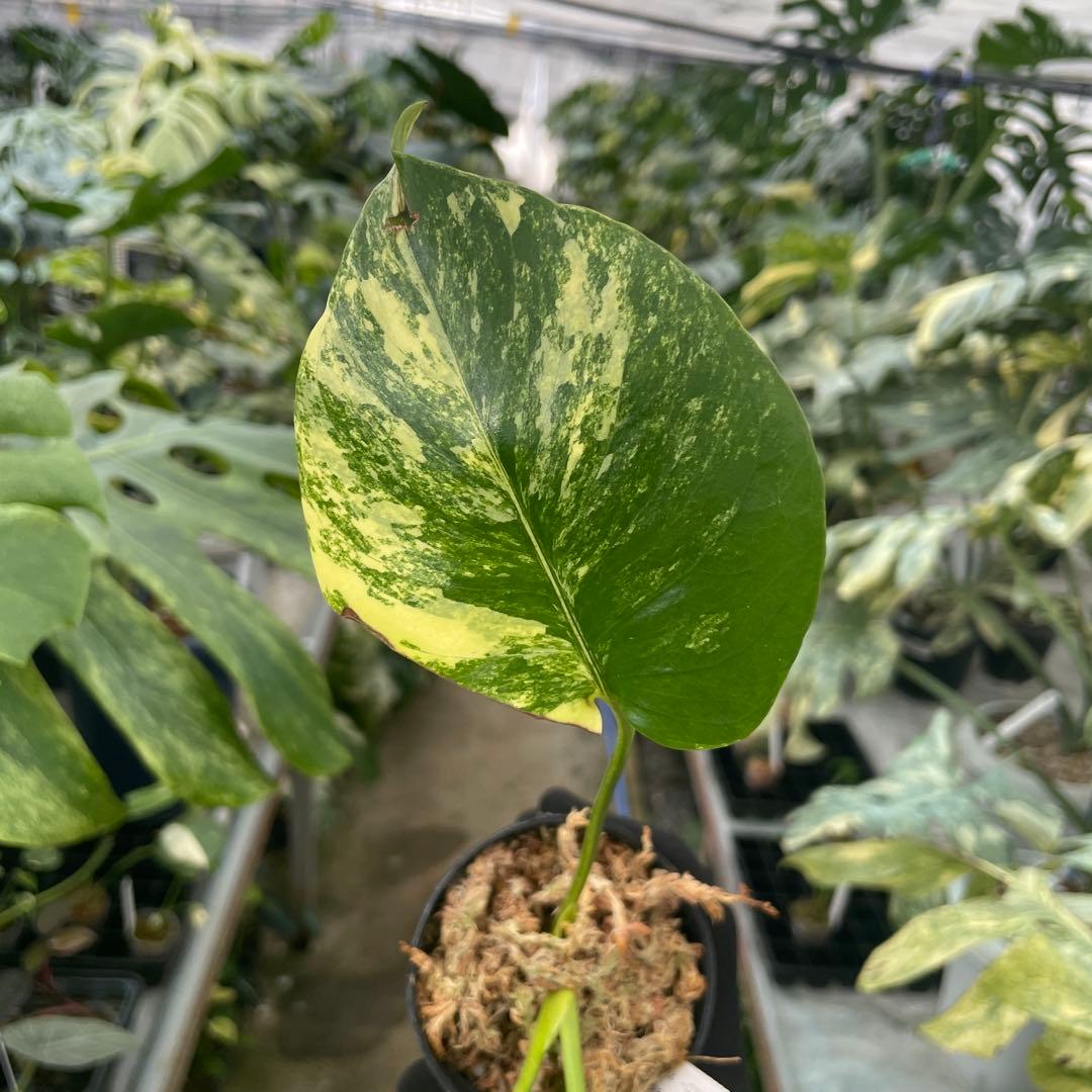R11 モンステラ　イエローマリリン　黄斑入り