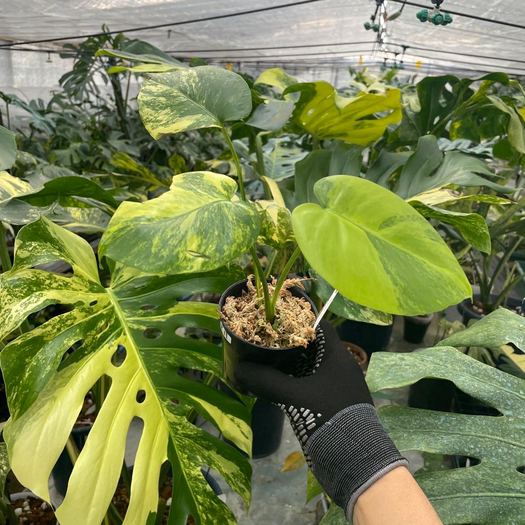 R11 モンステラ　イエローマリリン　黄斑入り