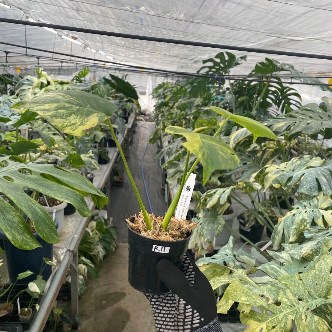 R11 モンステラ　イエローマリリン　黄斑入り