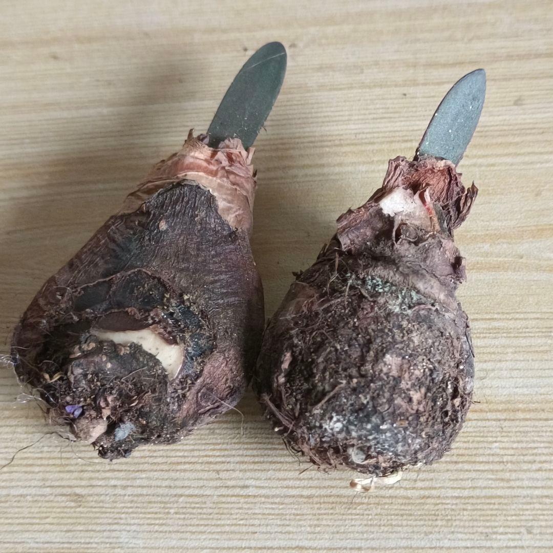 478 ハエマンサスノルティエリ Haemanthus nortieri特選2株