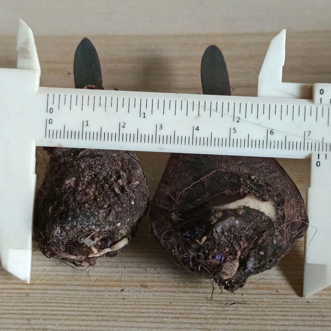 478 ハエマンサスノルティエリ Haemanthus nortieri特選2株