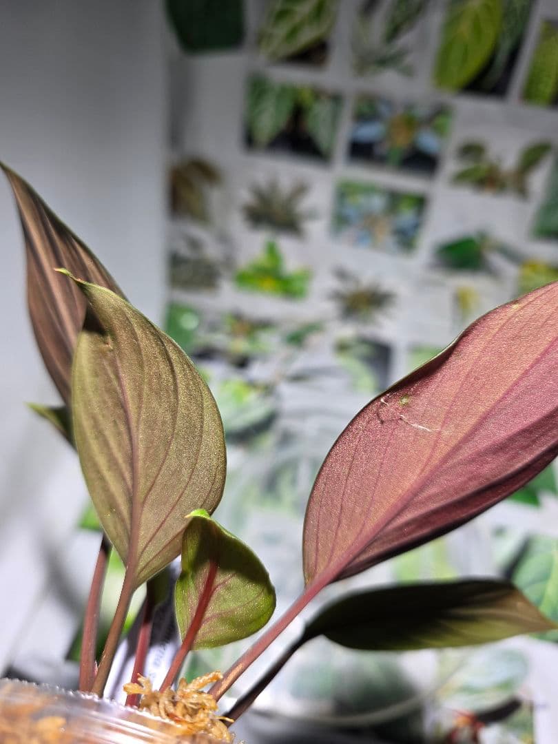 熱帯植物　ホマロメナsp. ランカット　スマトラ　ウタラ