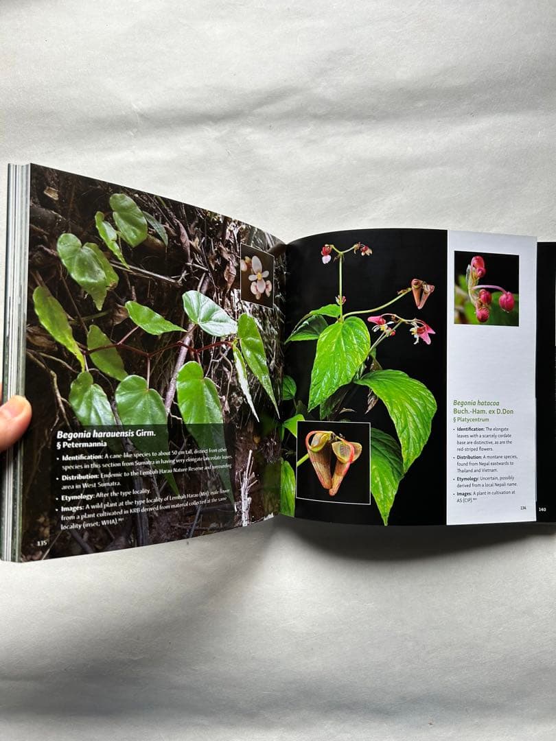 ベゴニア写真集　Asian Begonia 300 Species …