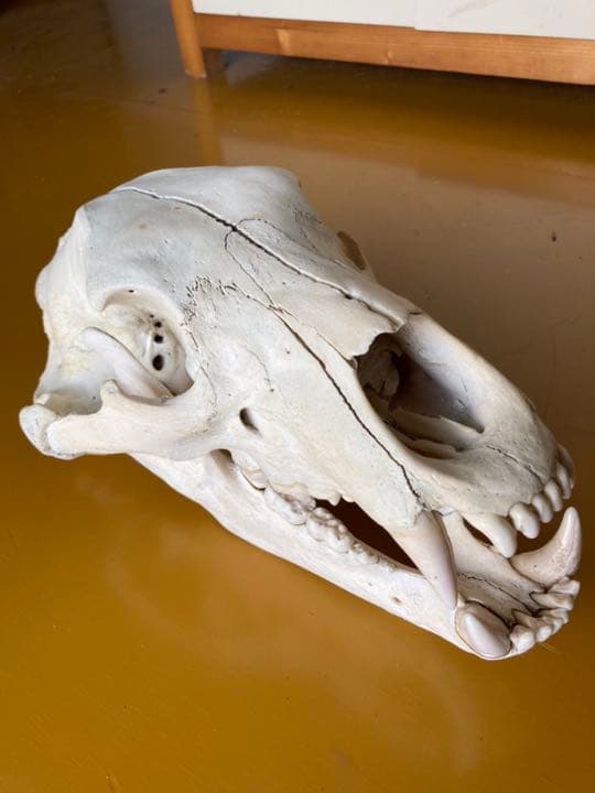 熊の頭骨　インテリア　置物