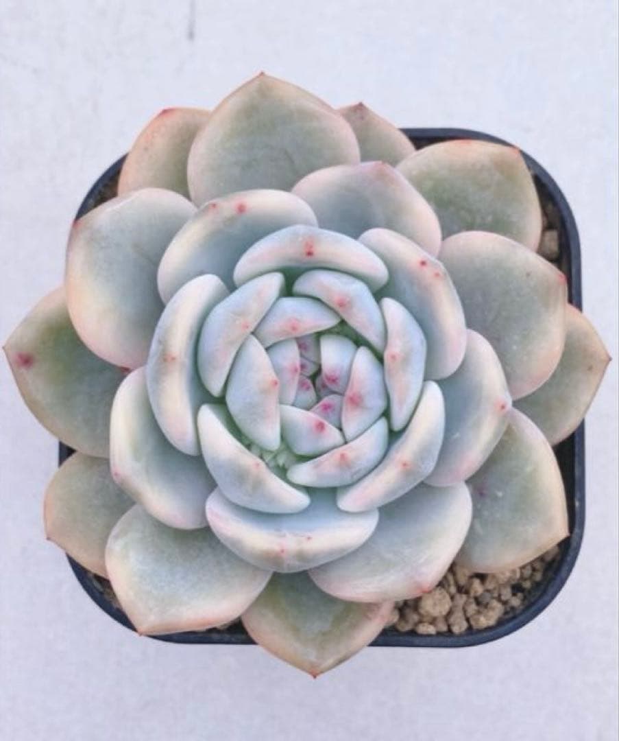 多肉植物　10cm超　❁︎モンロー錦　未発根