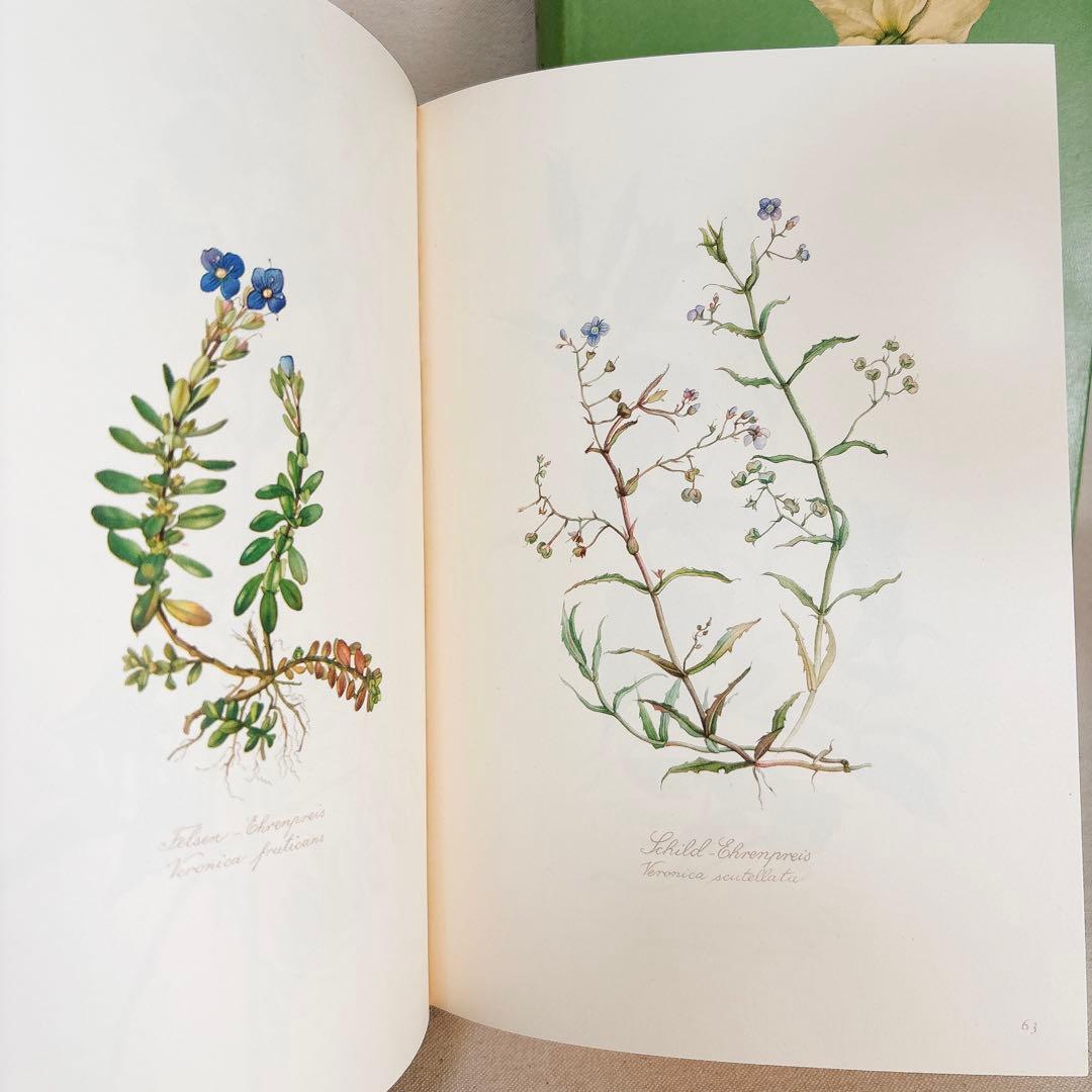 繊細なタッチの植物画 2冊セット Elsa Felsko 1960年