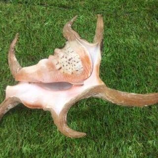 水字貝　スイジガイ　沖縄産 貝殻　火難除け・魔除け　自然 標本 コレクション