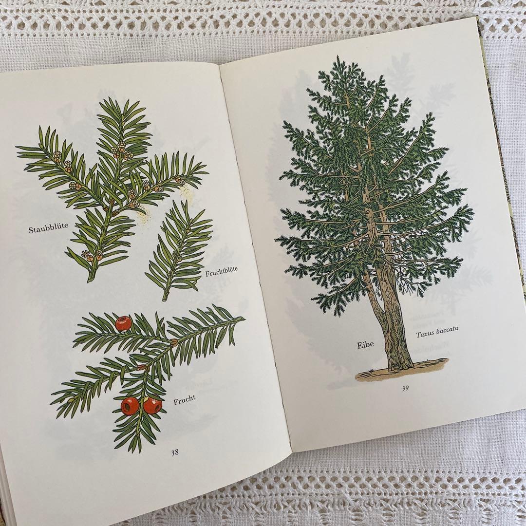 人気３冊　インゼル文庫まとめ売り　蝶　鳥　木　図鑑　洋書　古書