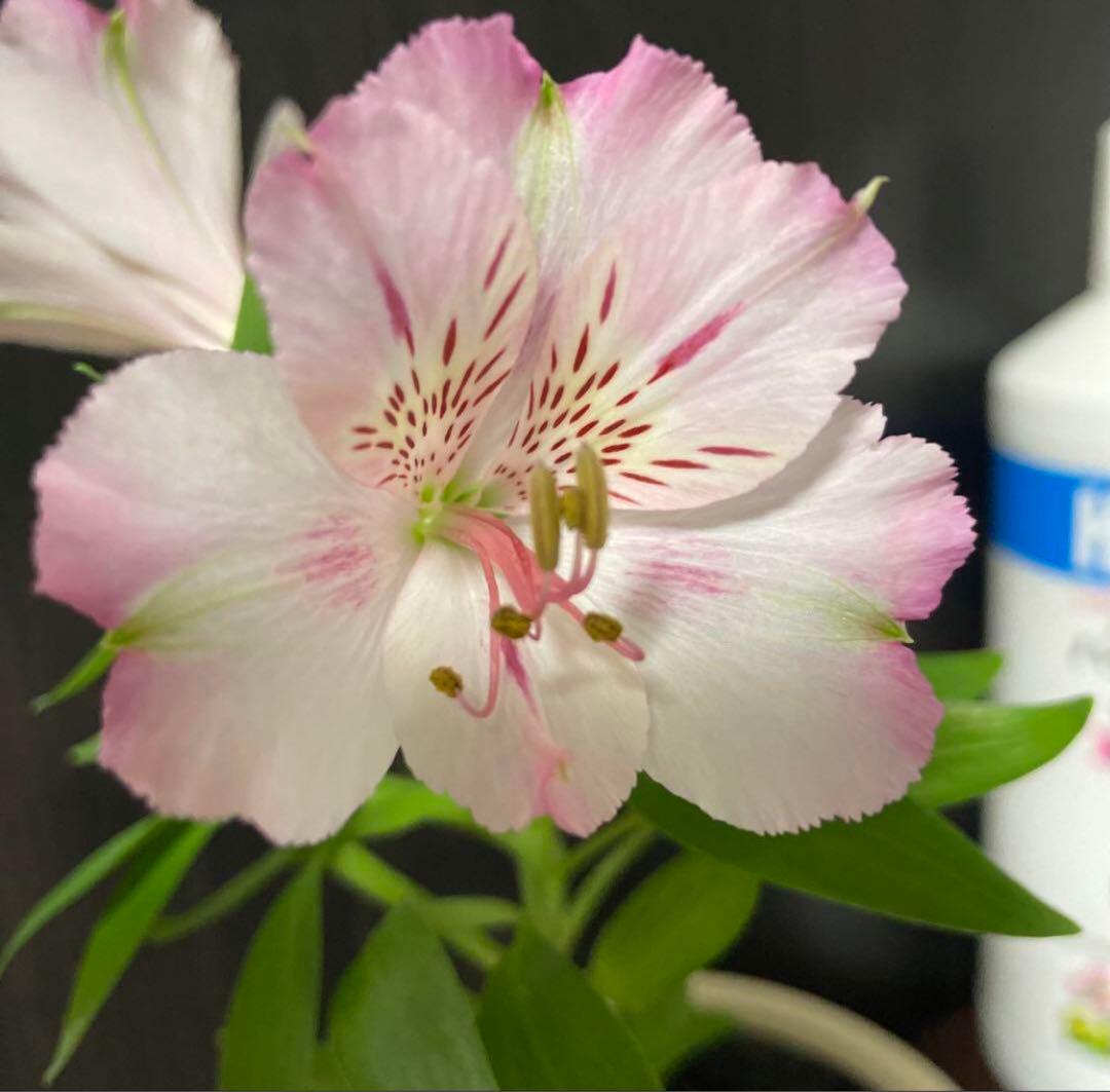 確認用の為購入できません