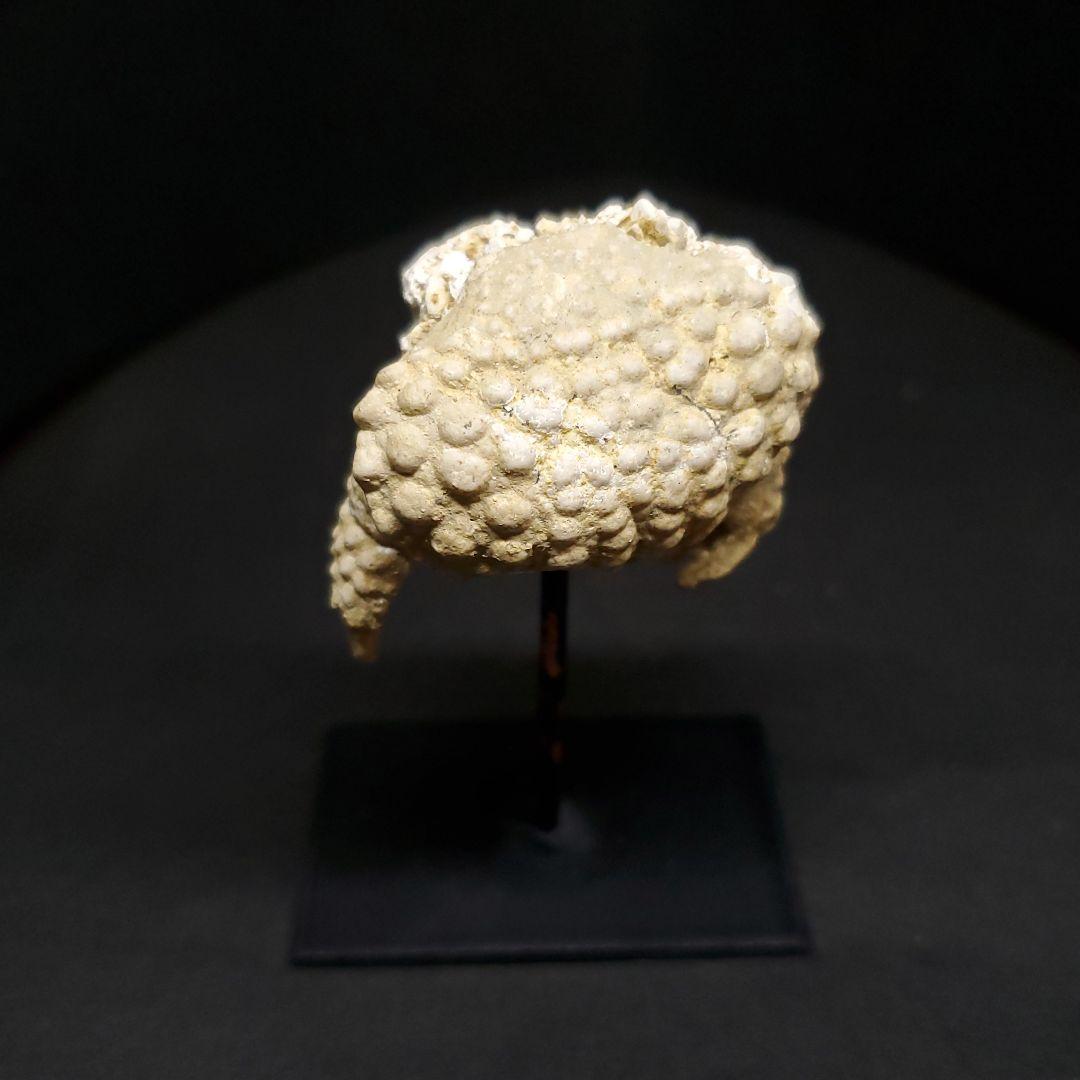 美品 カニ 本物 化石 産 38.77mm  fcr5