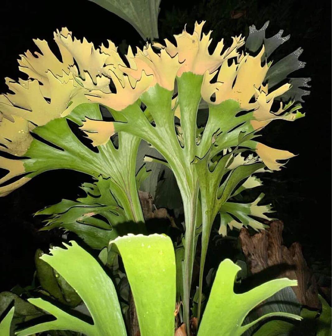 【RP】P.Rod Pattison sporelingロッドパティソン