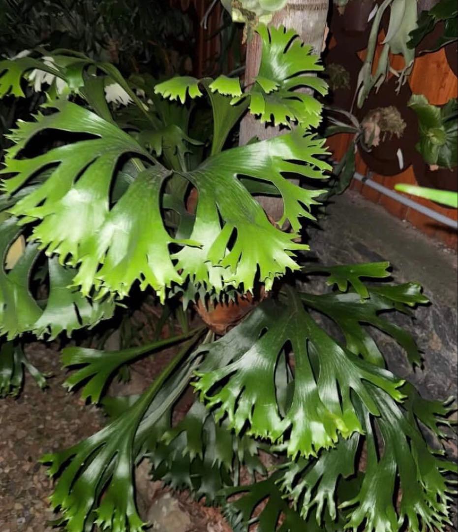 【RP】P.Rod Pattison sporelingロッドパティソン