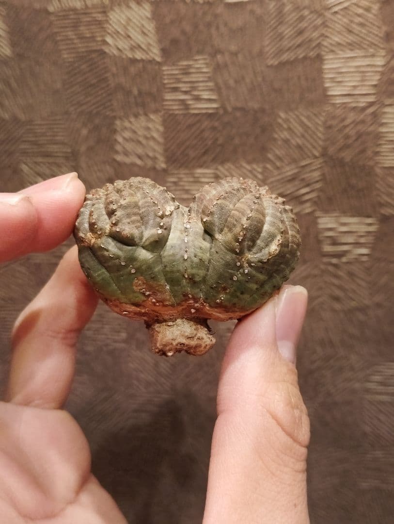 希少 ユーフォルビア オベサ ダブルベッド