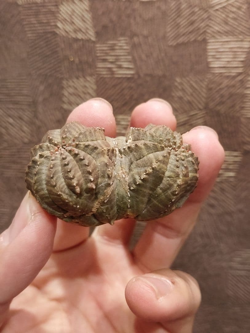 希少 ユーフォルビア オベサ ダブルベッド