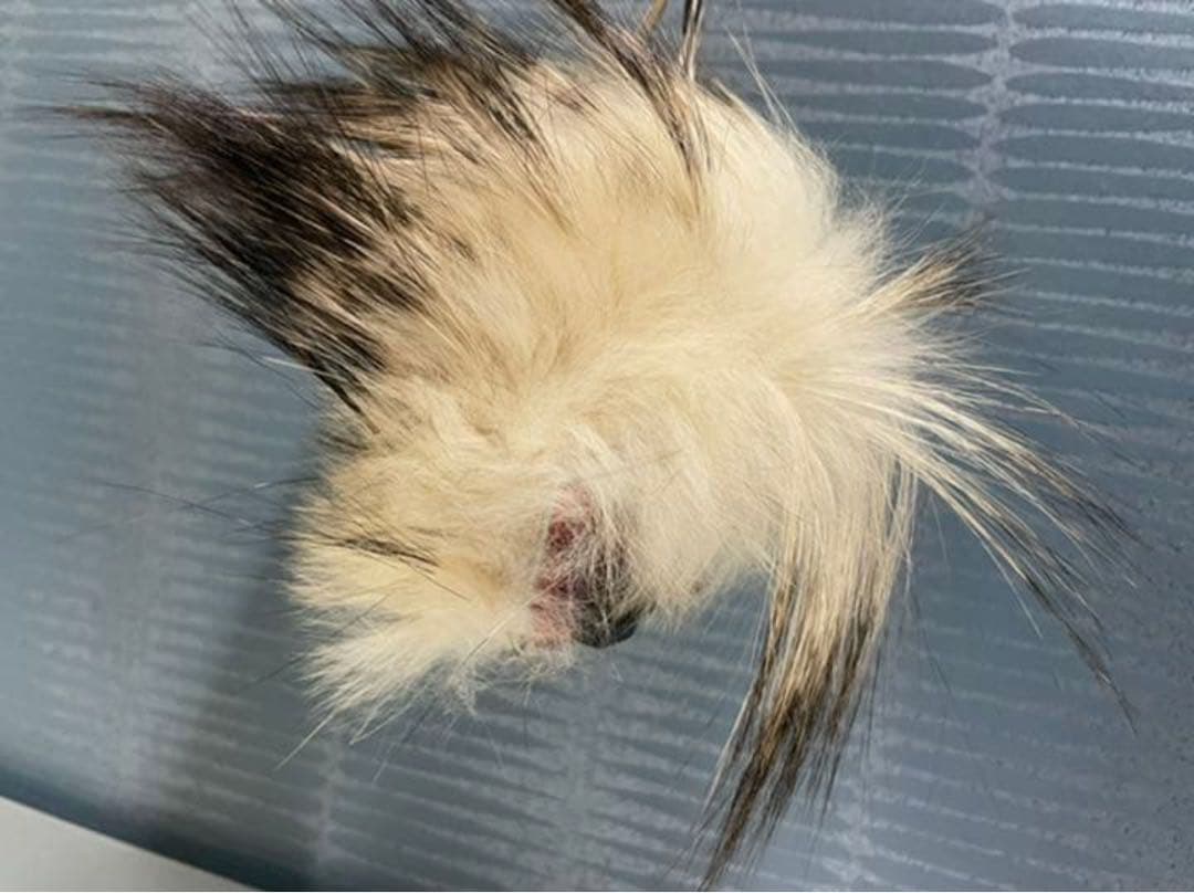 ♥️FENDI♥️モンスターバグズ バッグチャーム Furキーホルダーレザー