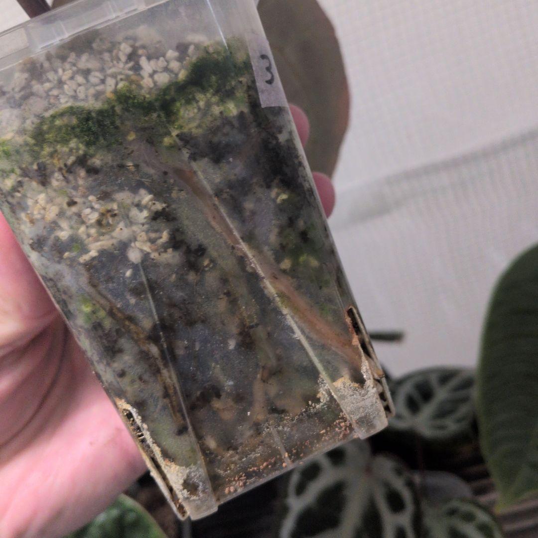 アンスリウム　KOS x Red crystalinum　Huタグ付き