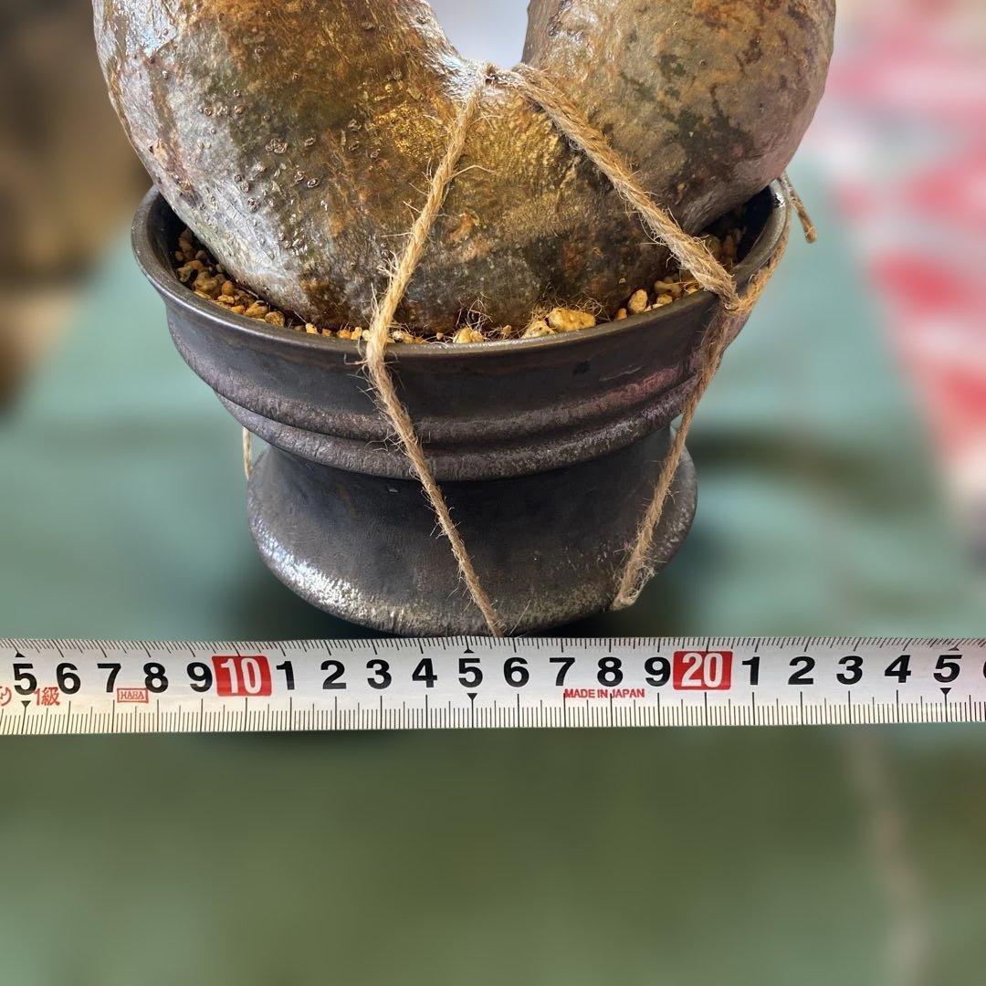 グラキリス多頭 大きめ現地球 発根確認済
