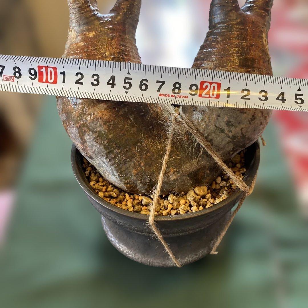 グラキリス多頭 大きめ現地球 発根確認済