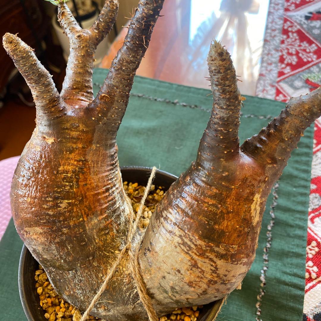 グラキリス多頭 大きめ現地球 発根確認済