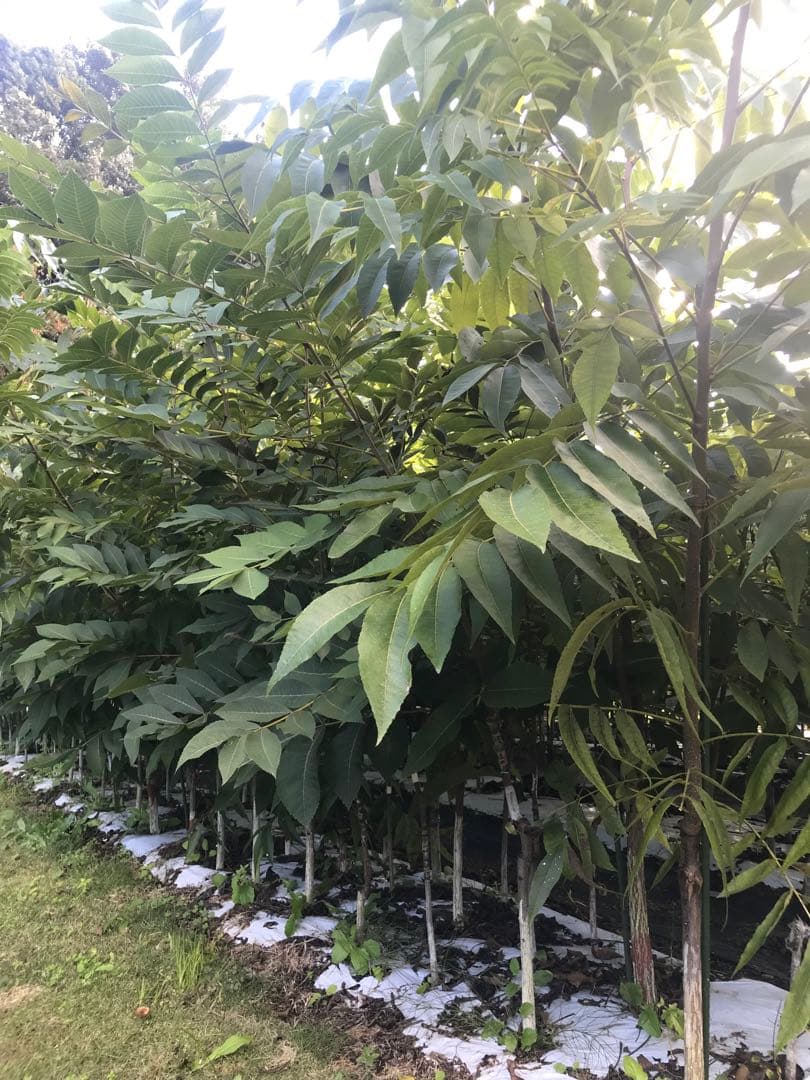 ピーカンナッツ　接木地堀苗　ウィチタ