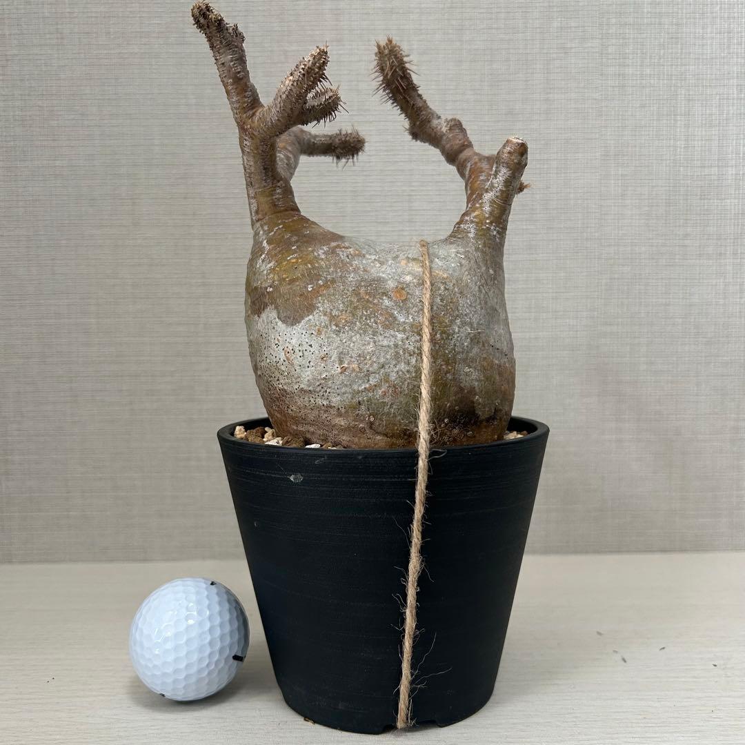 パキポディウム•グラキリス 現地球/現地株　微発根　塊根植物 13