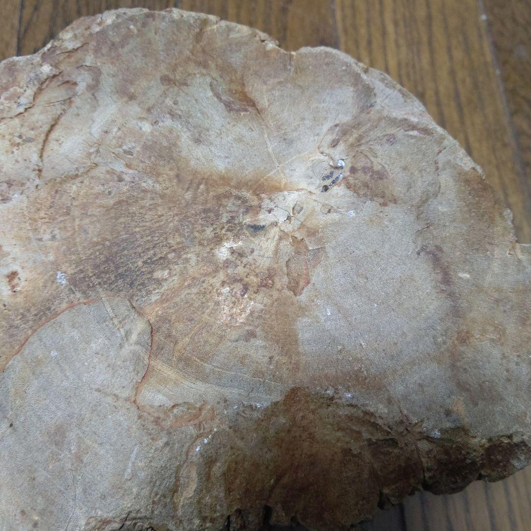 値下げ珪化木の置物　検木の化石　オブジェクトインテリアペトリファイドウッド