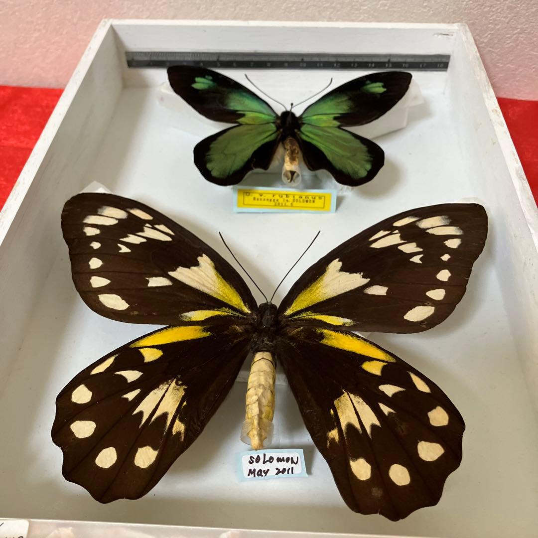 ビクトリアトリバネアゲハ（大型）