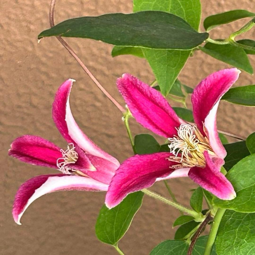 【チューリップ咲き】クレマチス　ジョンソン　5号鉢苗《8/2》