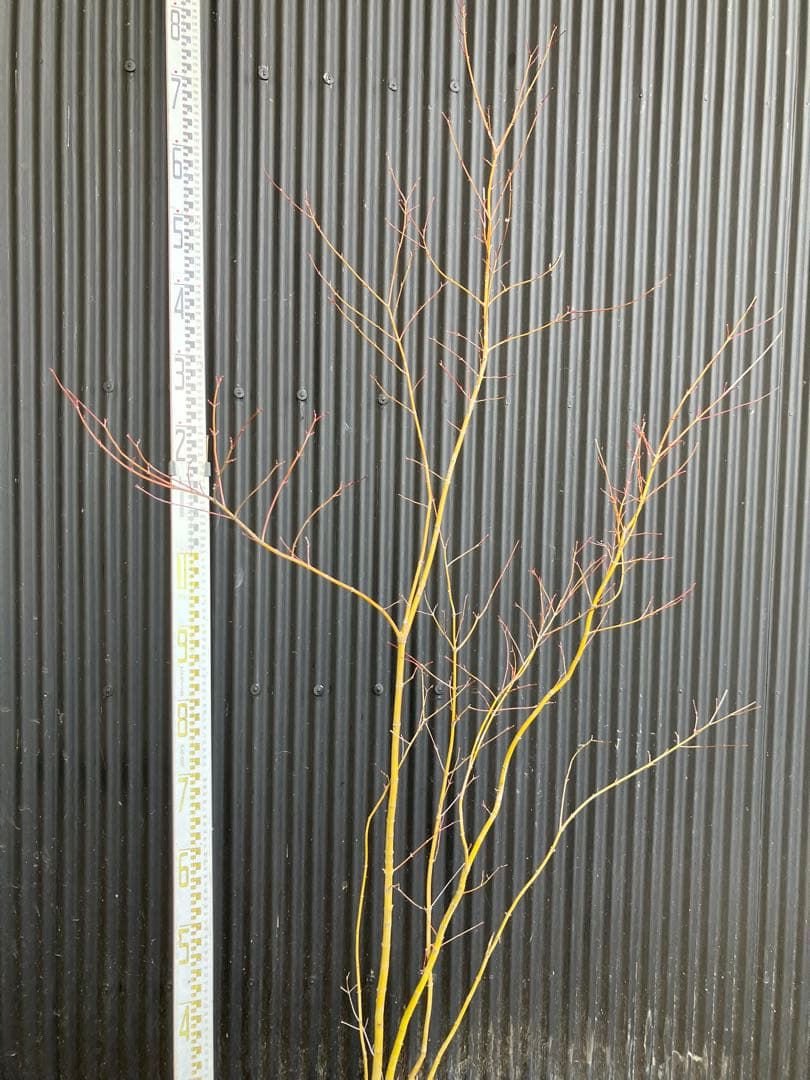 山採り　イロハモミジ　a